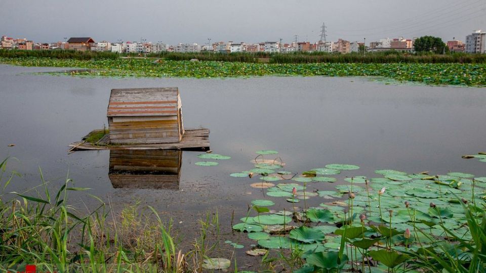 تالاب نیلوفر‌های آبی بابل