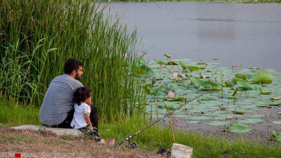 تالاب نیلوفر‌های آبی بابل