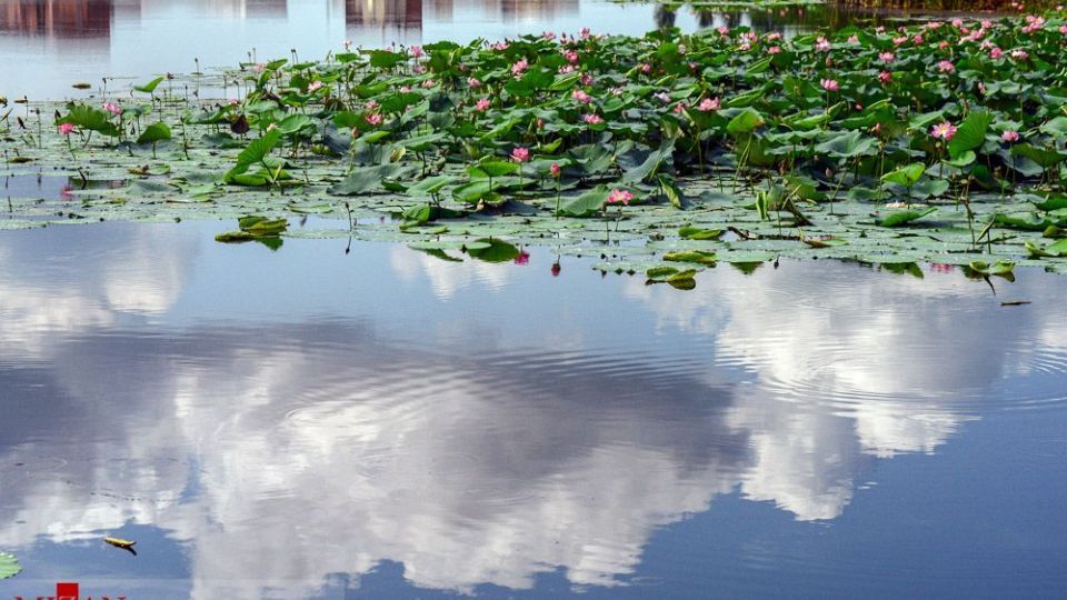 تالاب نیلوفر‌های آبی بابل