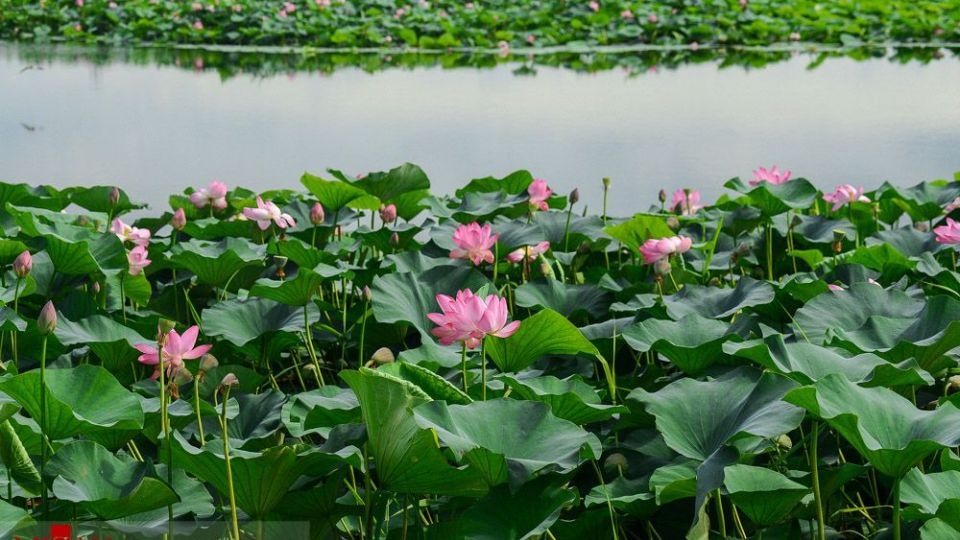 تالاب نیلوفر‌های آبی بابل