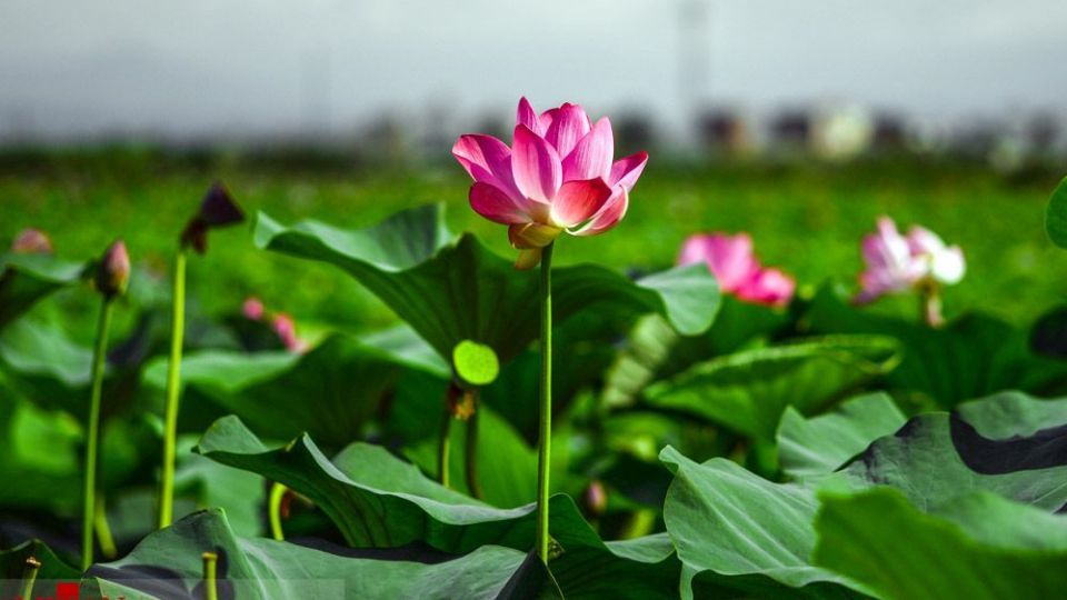 تالاب نیلوفر‌های آبی بابل