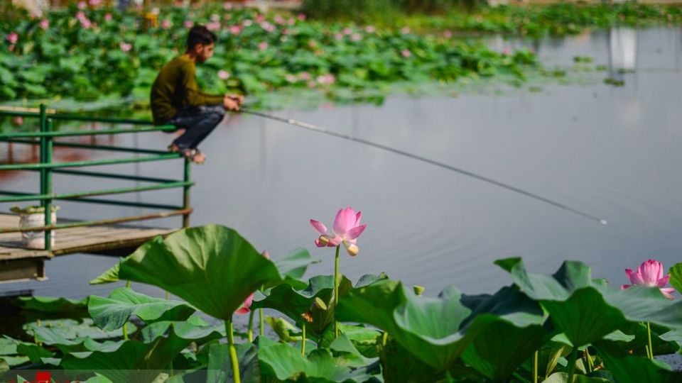 تالاب نیلوفر‌های آبی بابل