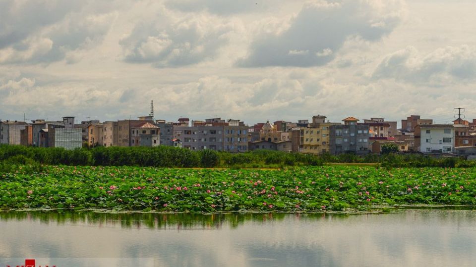 تالاب نیلوفر‌های آبی بابل