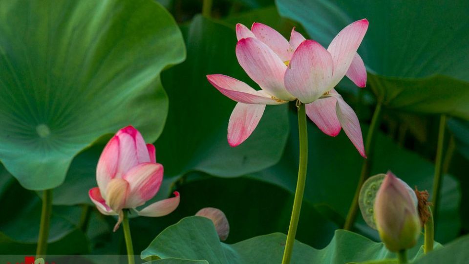 تالاب نیلوفر‌های آبی بابل