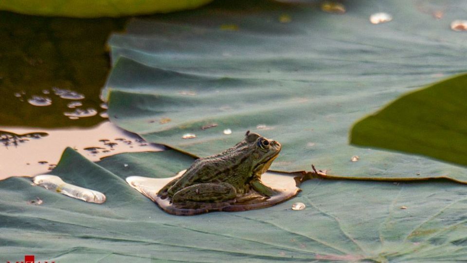 تالاب نیلوفر‌های آبی بابل