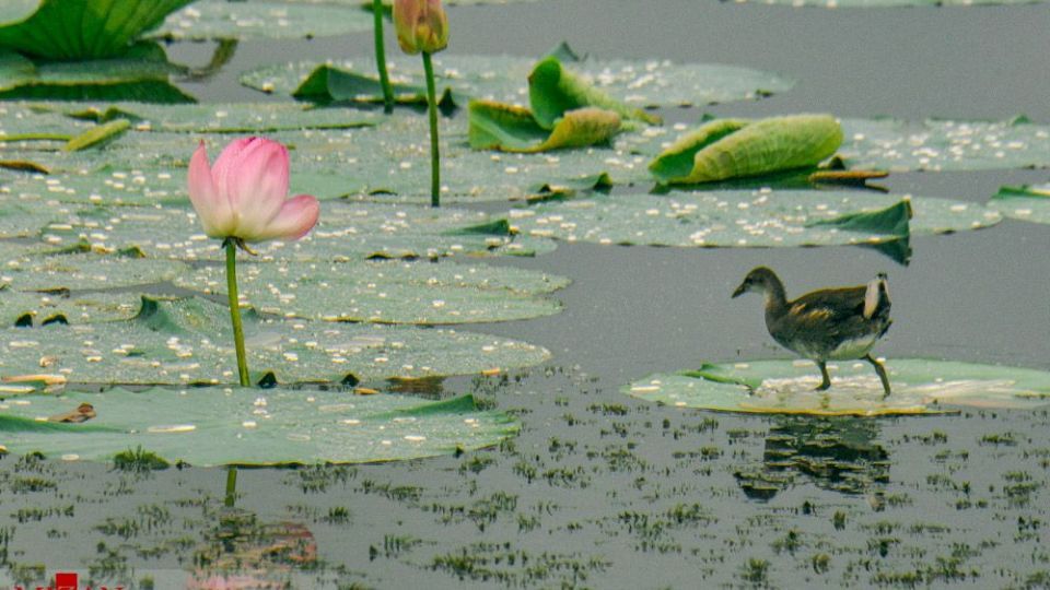 تالاب نیلوفر‌های آبی بابل