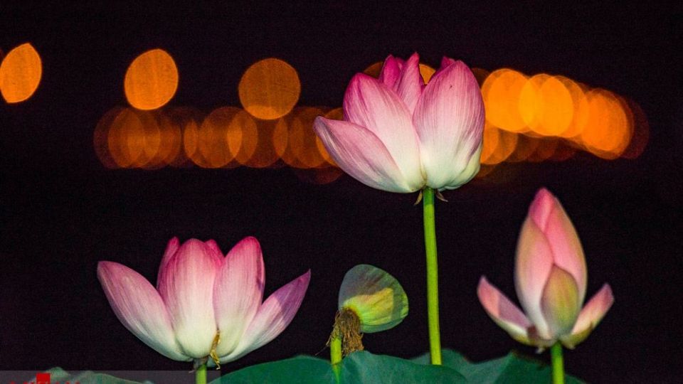 تالاب نیلوفر‌های آبی بابل