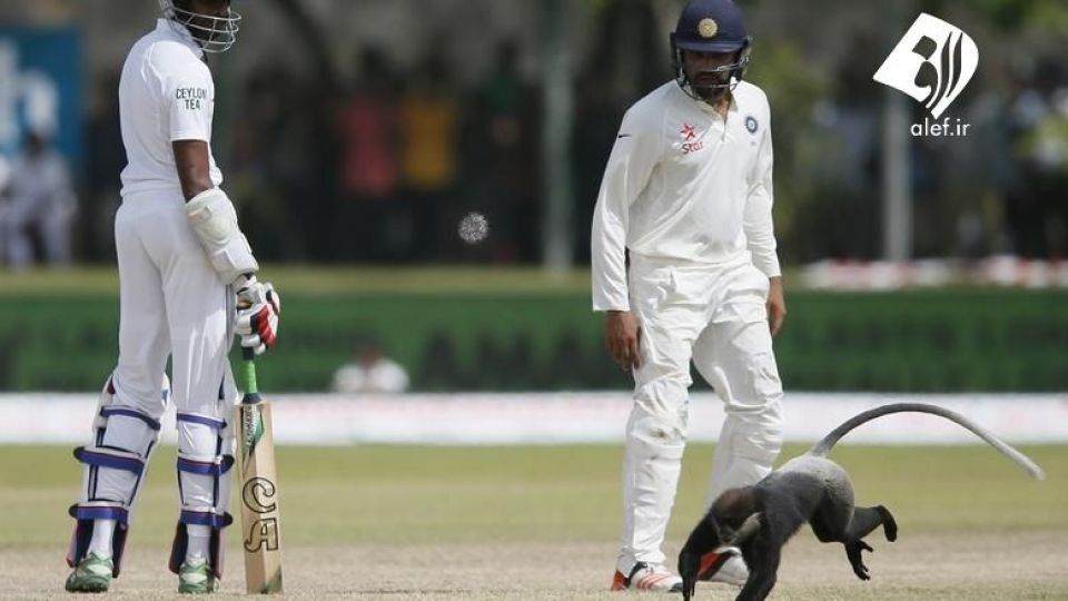 ورود حیوانات به زمین‌های ورزشی