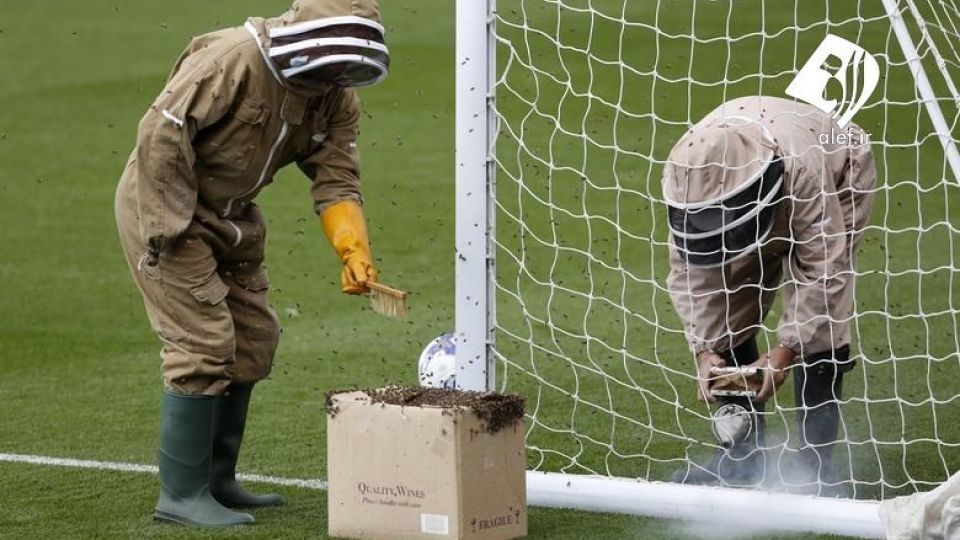 ورود حیوانات به زمین‌های ورزشی