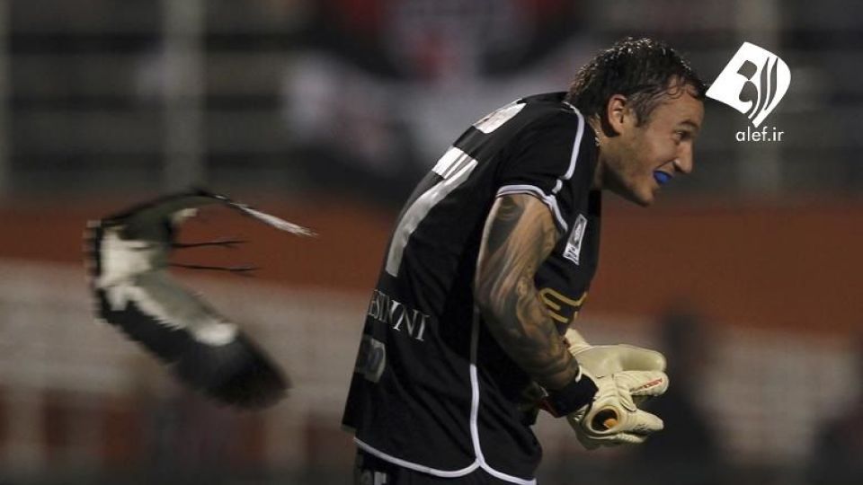 ورود حیوانات به زمین‌های ورزشی