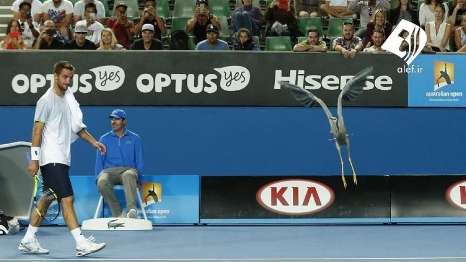 ورود حیوانات به زمین‌های ورزشی