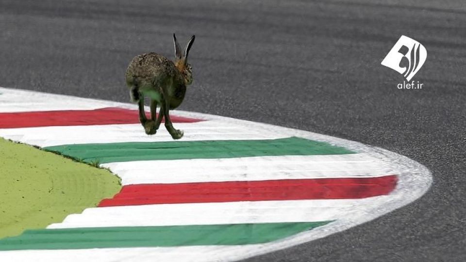 ورود حیوانات به زمین‌های ورزشی