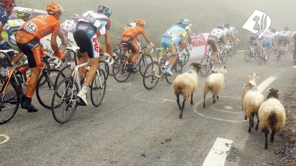 ورود حیوانات به زمین‌های ورزشی