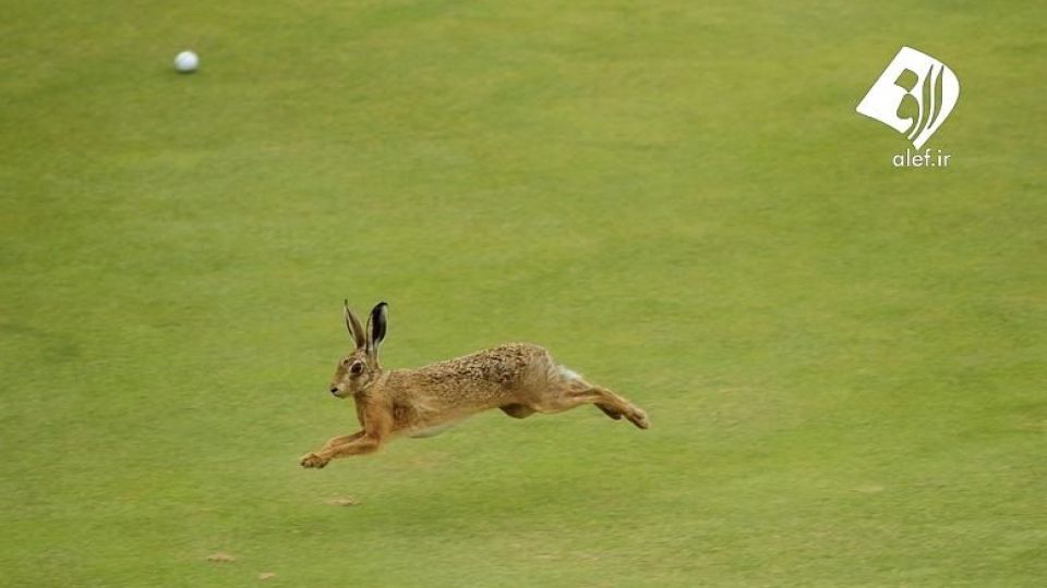 ورود حیوانات به زمین‌های ورزشی