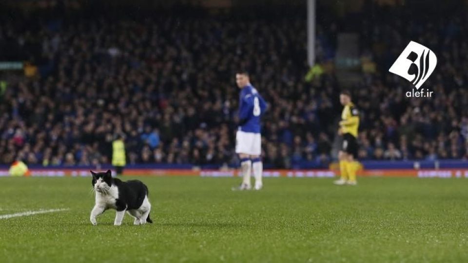 ورود حیوانات به زمین‌های ورزشی