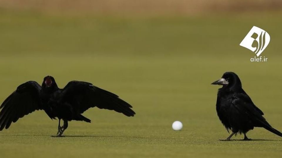 ورود حیوانات به زمین‌های ورزشی