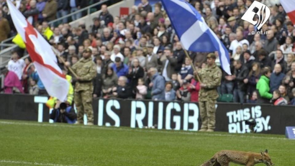 ورود حیوانات به زمین‌های ورزشی