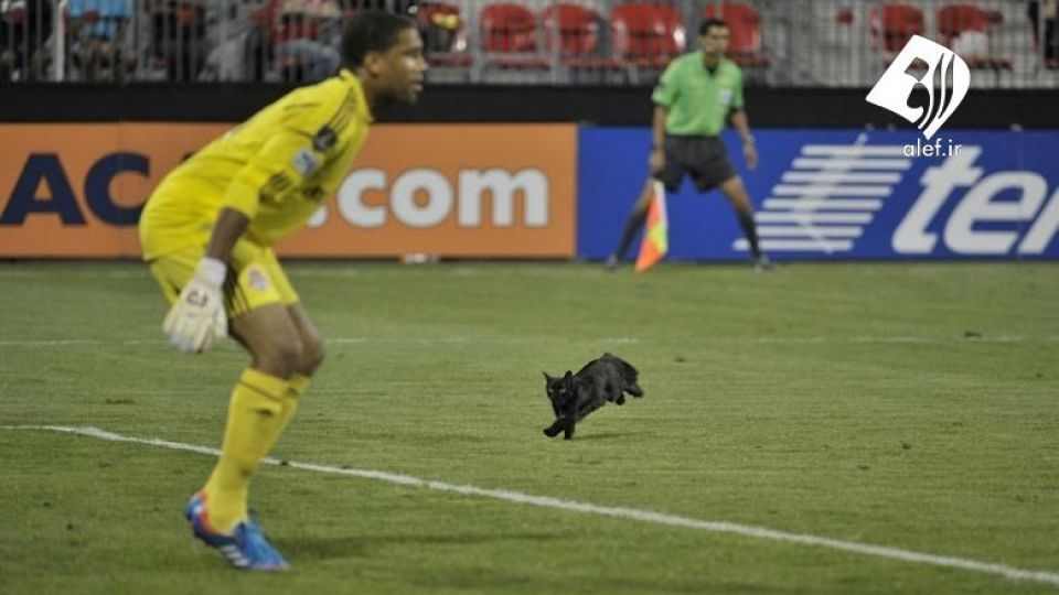 ورود حیوانات به زمین‌های ورزشی