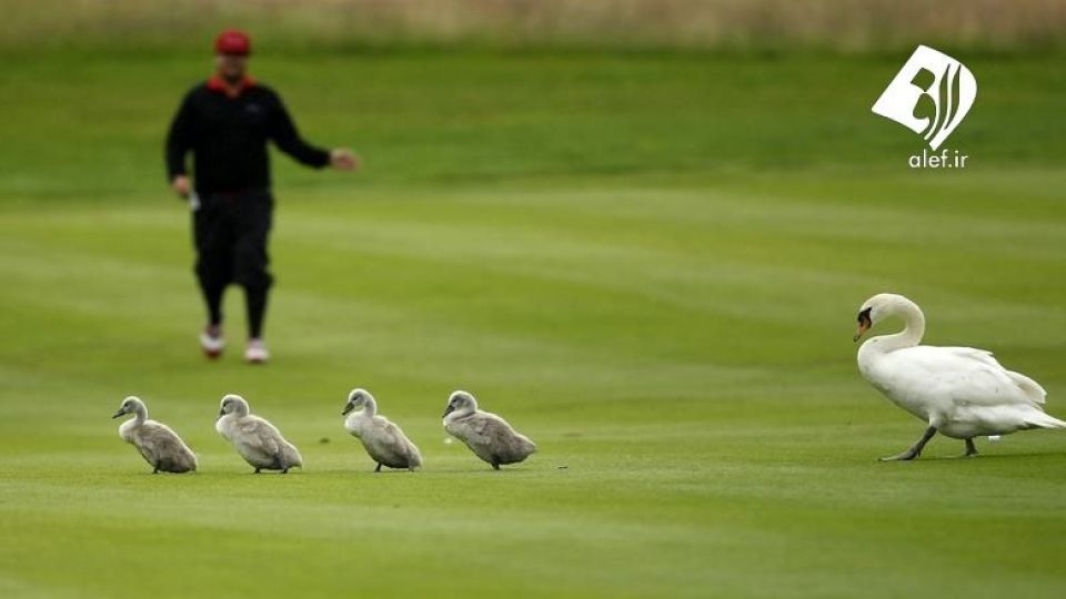 ورود حیوانات به زمین‌های ورزشی