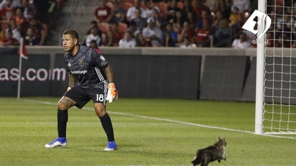 ورود حیوانات به زمین‌های ورزشی