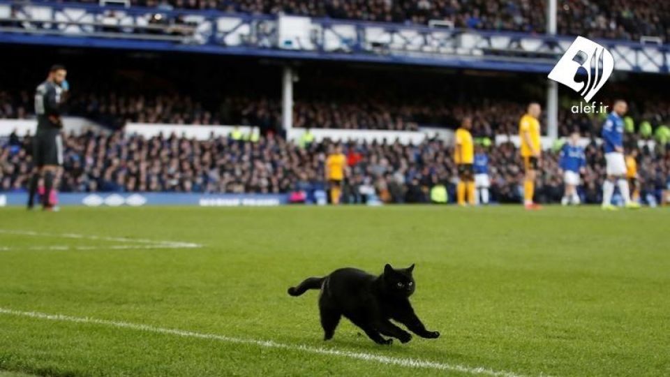 ورود حیوانات به زمین‌های ورزشی