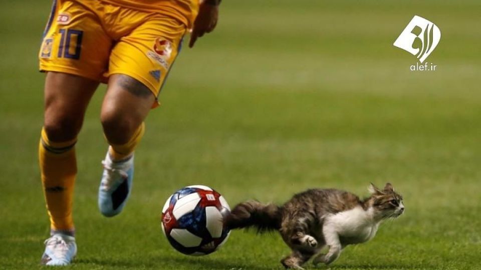 ورود حیوانات به زمین‌های ورزشی