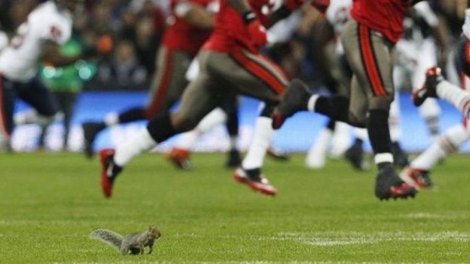 ورود حیوانات به زمین‌های ورزشی