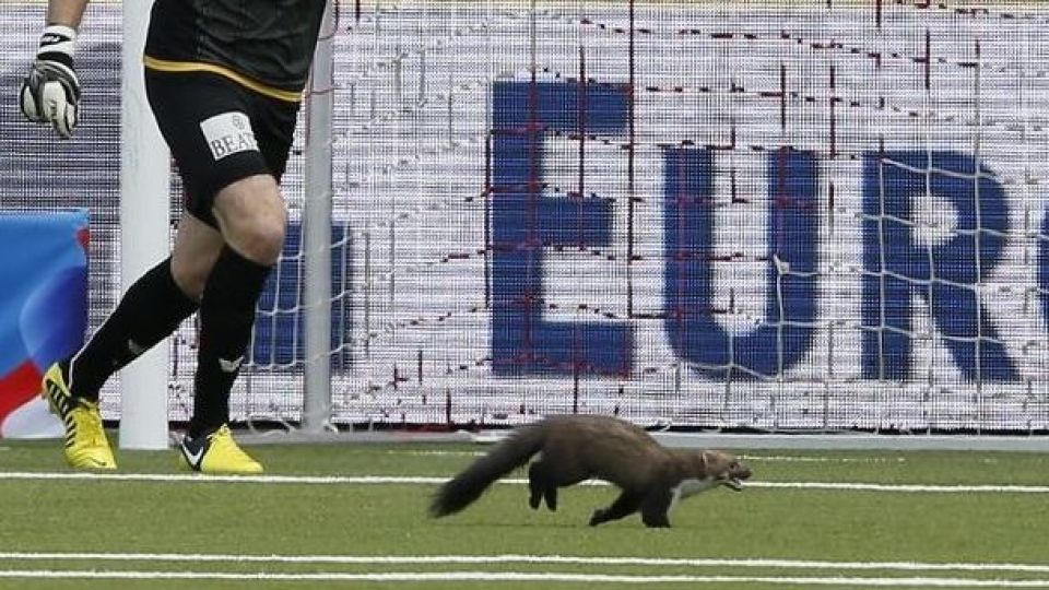 ورود حیوانات به زمین‌های ورزشی