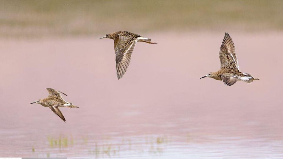 زیبایی‌های حیات‌وحش ایران از نگاه دوربین عکاس