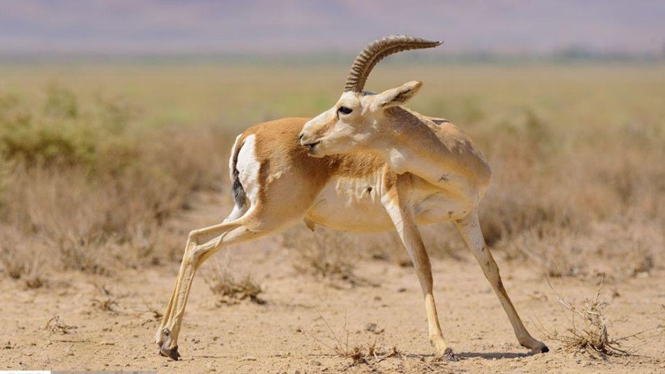 زیبایی‌های حیات‌وحش ایران از نگاه دوربین عکاس