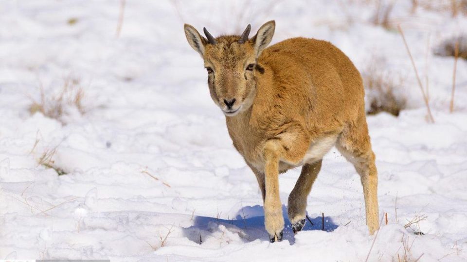 زیبایی‌های حیات‌وحش ایران از نگاه دوربین عکاس