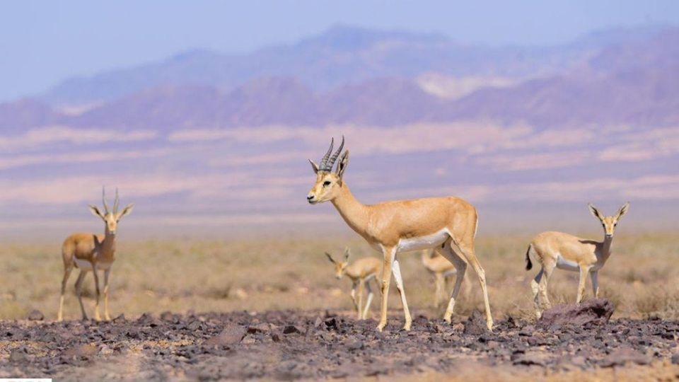 زیبایی‌های حیات‌وحش ایران از نگاه دوربین عکاس