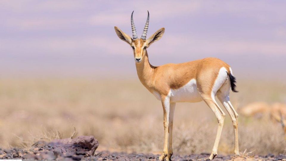 زیبایی‌های حیات‌وحش ایران از نگاه دوربین عکاس