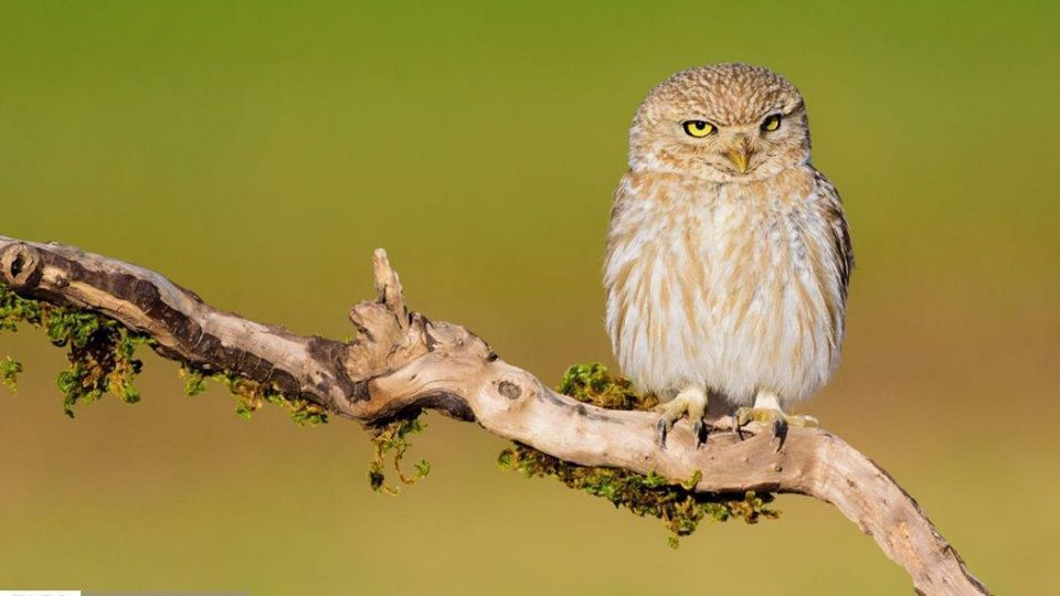 زیبایی‌های حیات‌وحش ایران از نگاه دوربین عکاس