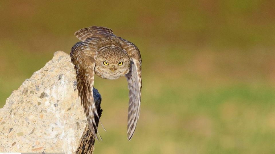 زیبایی‌های حیات‌وحش ایران از نگاه دوربین عکاس