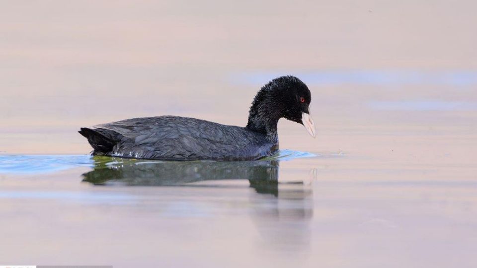 زیبایی‌های حیات‌وحش ایران از نگاه دوربین عکاس