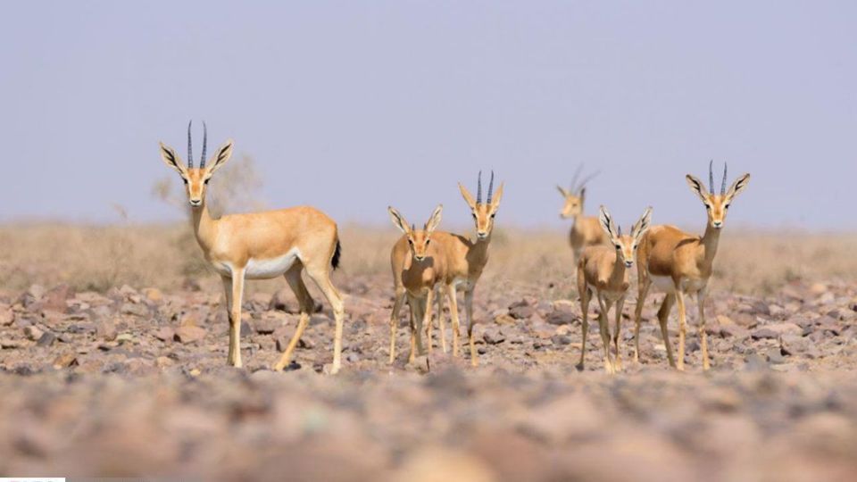زیبایی‌های حیات‌وحش ایران از نگاه دوربین عکاس