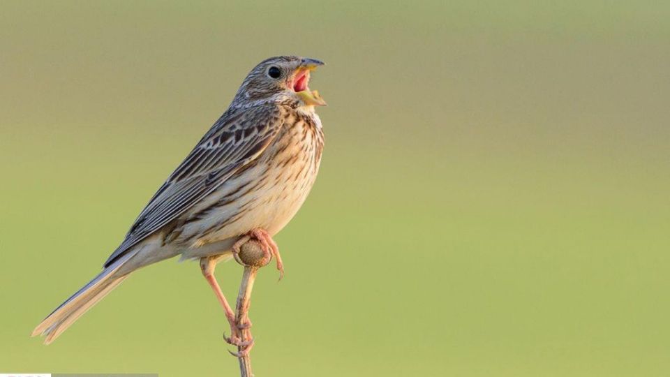 زیبایی‌های حیات‌وحش ایران از نگاه دوربین عکاس