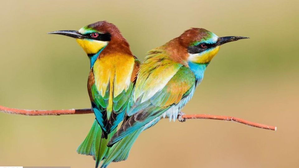 زیبایی‌های حیات‌وحش ایران از نگاه دوربین عکاس