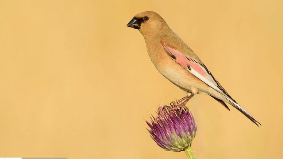 زیبایی‌های حیات‌وحش ایران از نگاه دوربین عکاس