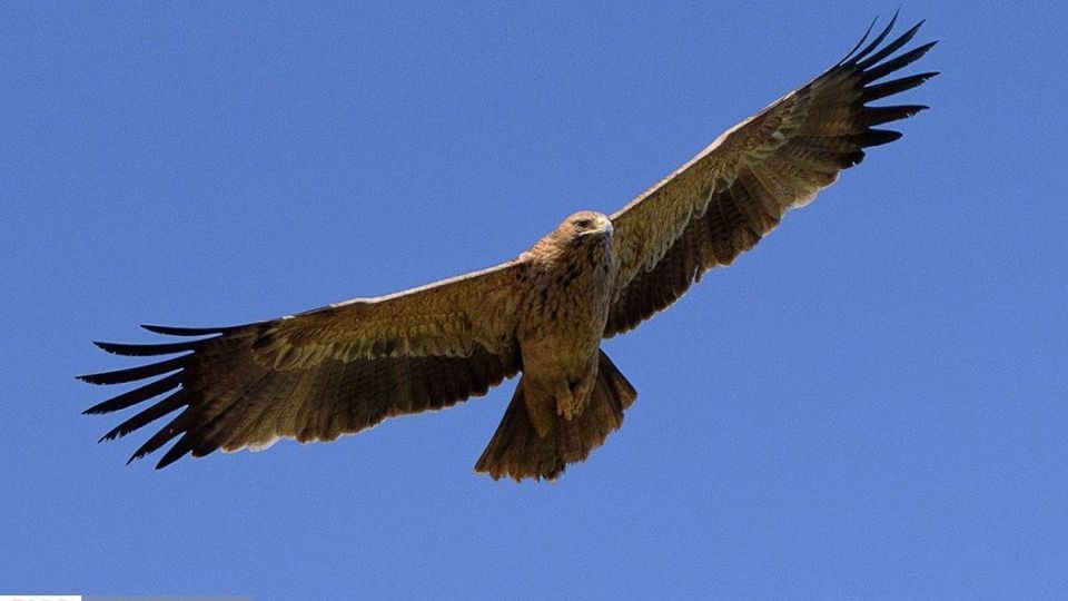 زیبایی‌های حیات‌وحش ایران از نگاه دوربین عکاس