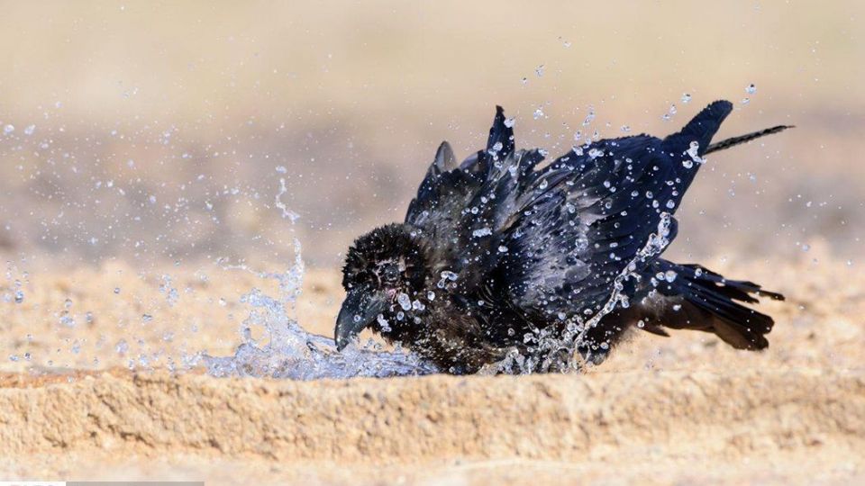 زیبایی‌های حیات‌وحش ایران از نگاه دوربین عکاس