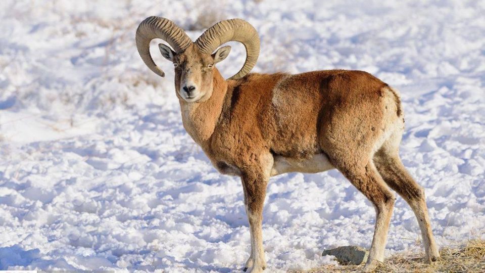 زیبایی‌های حیات‌وحش ایران از نگاه دوربین عکاس