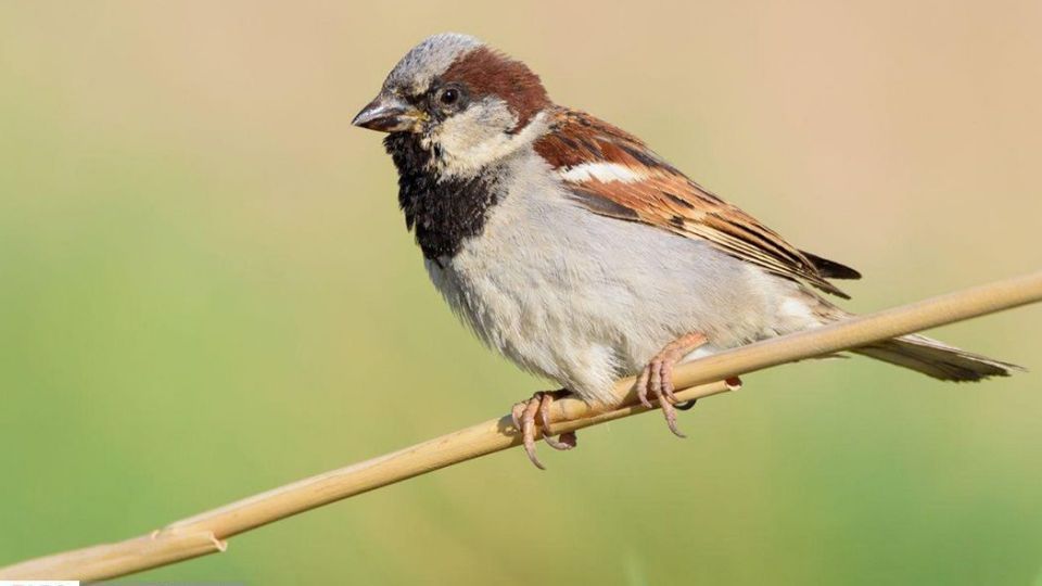 زیبایی‌های حیات‌وحش ایران از نگاه دوربین عکاس