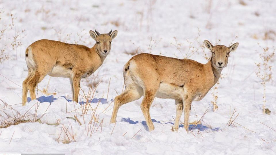 زیبایی‌های حیات‌وحش ایران از نگاه دوربین عکاس