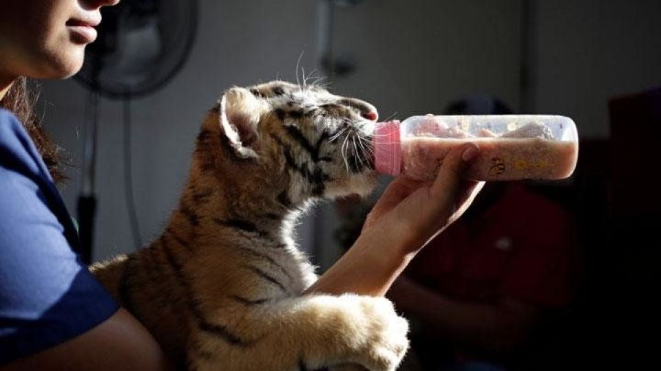 بازی‌گوشی توله ببرها در مکزیک