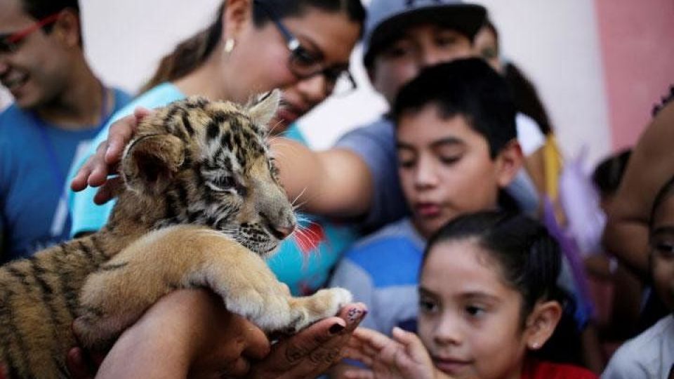 بازی‌گوشی توله ببرها در مکزیک