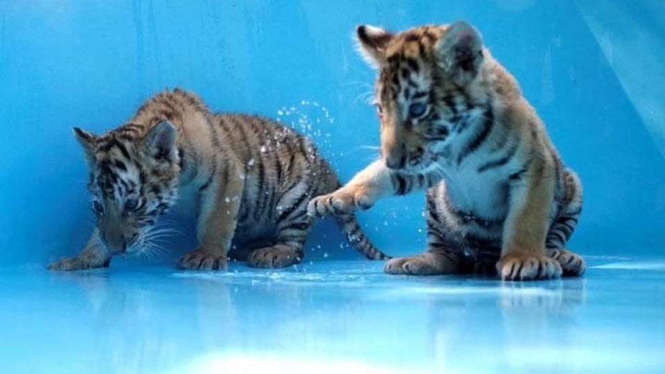 بازی‌گوشی توله ببرها در مکزیک