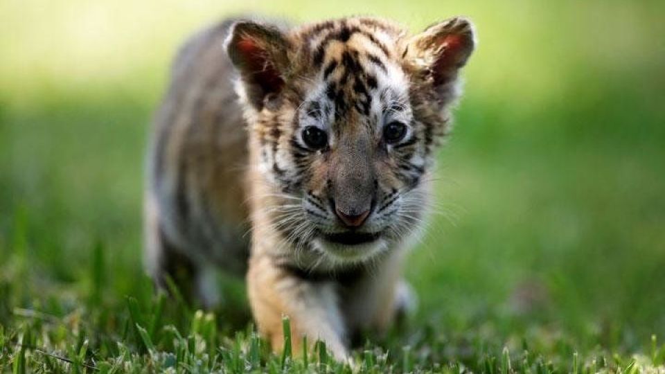 بازی‌گوشی توله ببرها در مکزیک