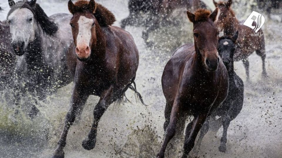 مغولستان در قاب دوربین